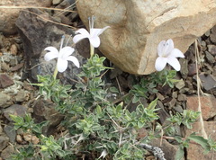 Barleria irritans