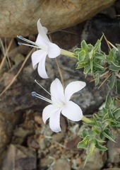 Barleria irritans