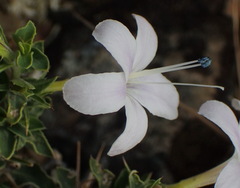 Barleria irritans