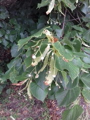 Citrus × latifolia
