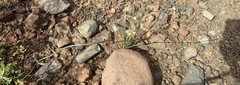 Albuca virens arida