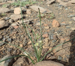Albuca virens arida