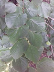 Citrus × latifolia