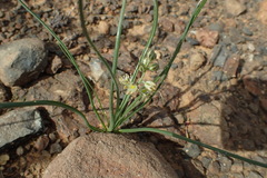 Albuca virens arida