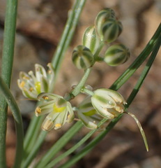 Albuca virens arida