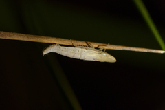 Euacanthella palustris