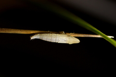 Euacanthella palustris