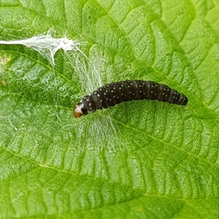 Zelotherses paleana