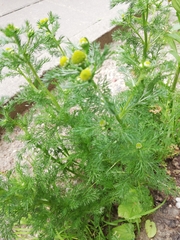 Matricaria discoidea