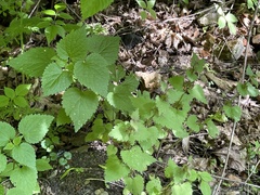 Lamium maculatum