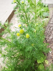 Matricaria discoidea