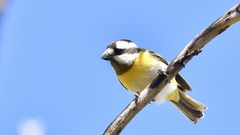 Falcunculus leucogaster