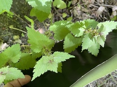 Lamium maculatum