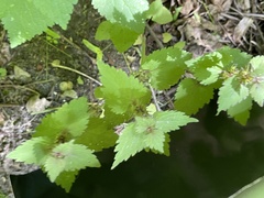 Lamium maculatum