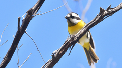 Falcunculus leucogaster