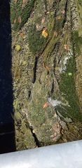 Salmo trutta