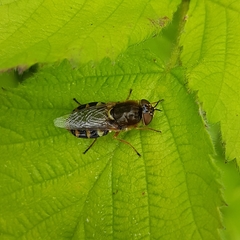 Odontomyia ornata