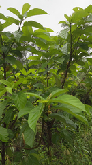 Ficus hispida