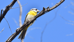 Falcunculus leucogaster