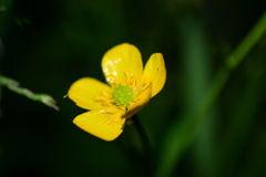 Ranunculus