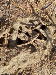 Anoplolepis steingroeveri