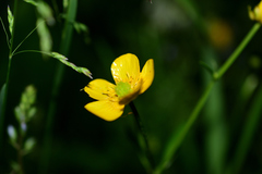 Ranunculus