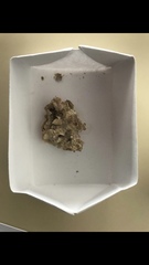 Mesophyllum lichenoides