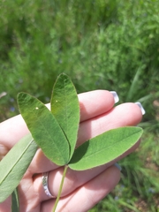 Trifolium montanum