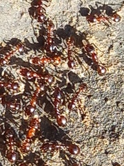 Anoplolepis steingroeveri