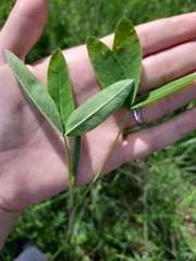 Trifolium montanum