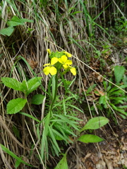 Erysimum sylvestre