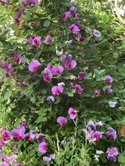 Lathyrus grandiflorus