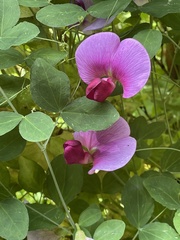 Lathyrus grandiflorus