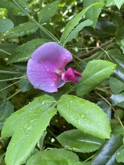 Lathyrus grandiflorus