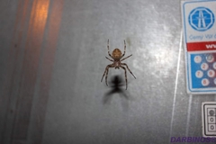 Larinioides ixobolus