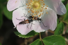 Stenurella melanura