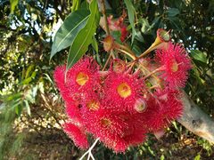 Corymbia ficifolia