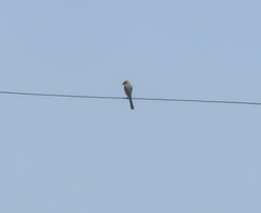 Lanius bucephalus
