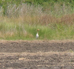 Bubulcus ibis