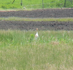 Bubulcus ibis