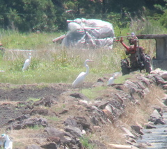 Ardea alba