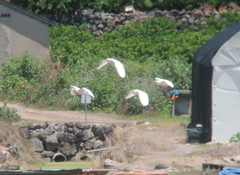 Bubulcus ibis