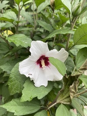 Hibiscus