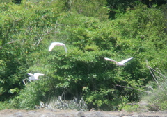 Bubulcus ibis