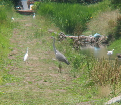 Ardea cinerea