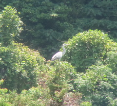 Ardea cinerea