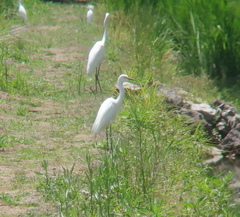 Ardea intermedia