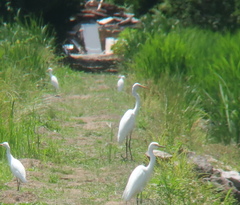 Ardea alba