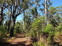 Corymbia calophylla