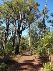 Corymbia calophylla